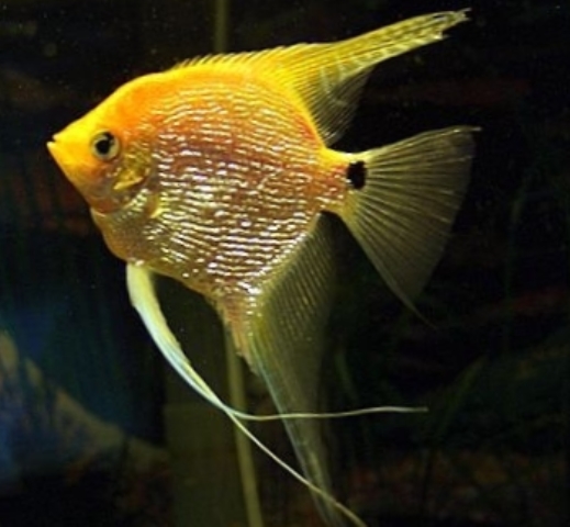 Angelfish - Yellow Platinum Pearlscale - Large Angelfish - Yellow Platinum Pearlscale - Large